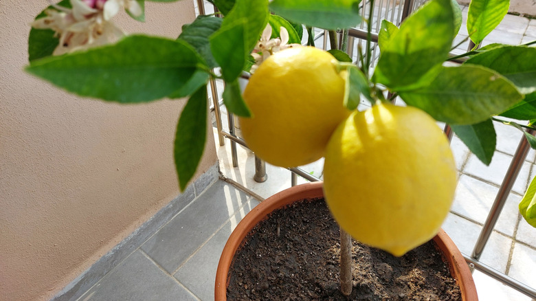A dwarf lemon tree growing in a pot inside a home