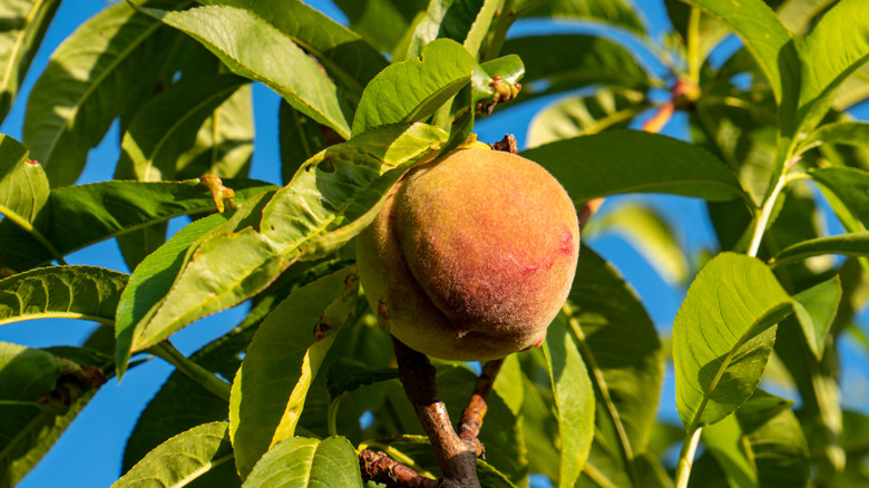 A fresh peach growing on a dwarf peach tree
