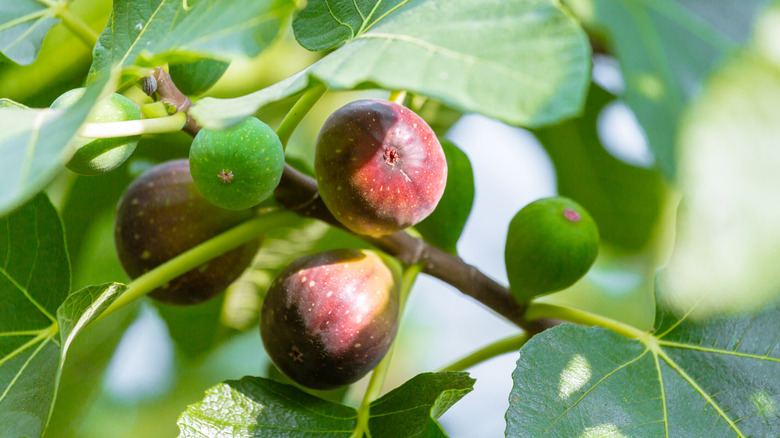 Ripening green and purple figs growing on a healthy fig tree