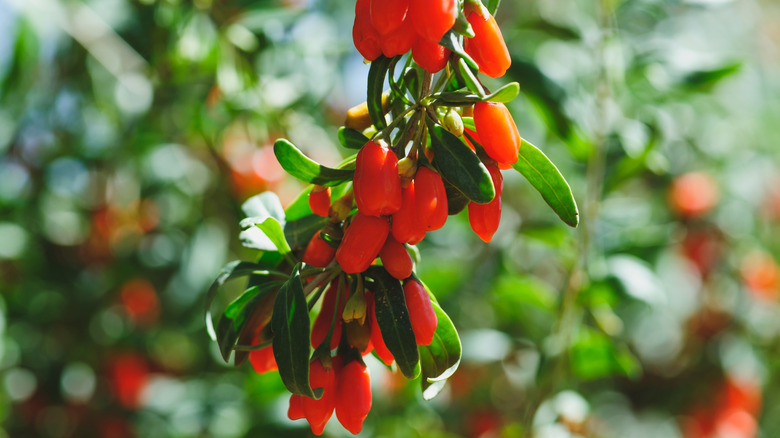 Bright red goji berry fruits growing on a bush