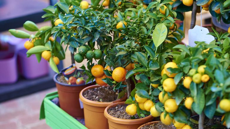 Dwarf citrus trees on display at a nursery