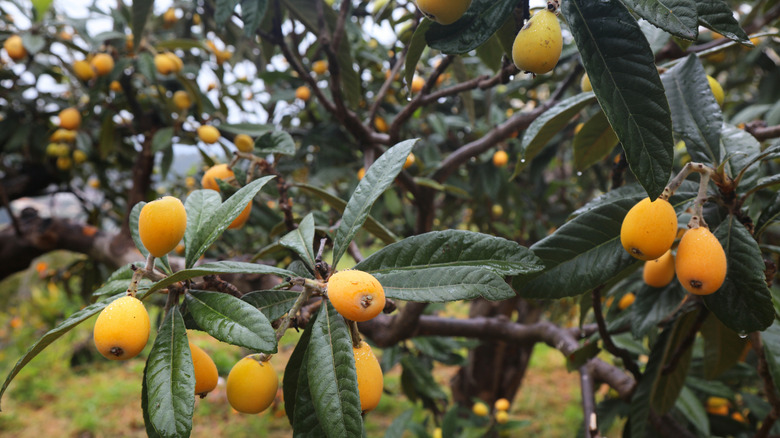 A healthy loquat tree with many bright orange fruit growing in Spain