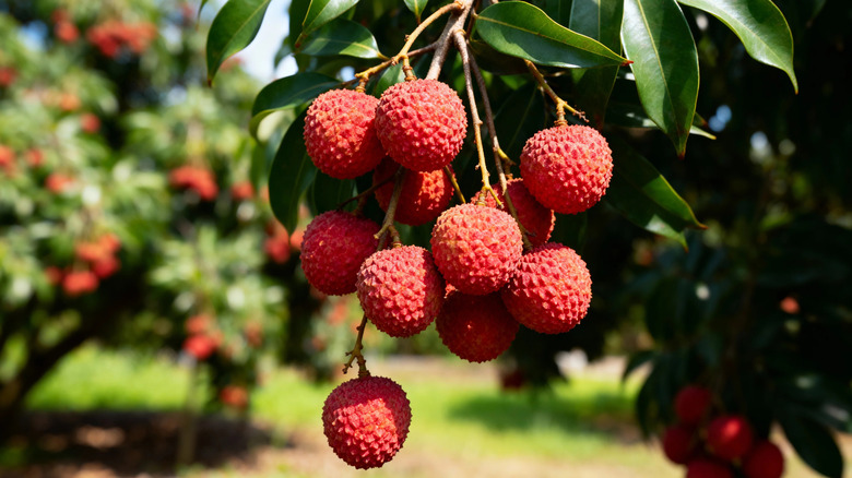 Red lychee fruit hanging from a tree