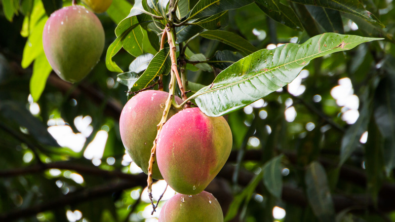 Ripe mango fruits hanging from a tree