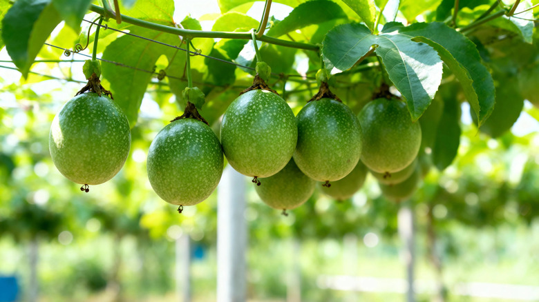 Green, unripe passion fruits hanging from a vine