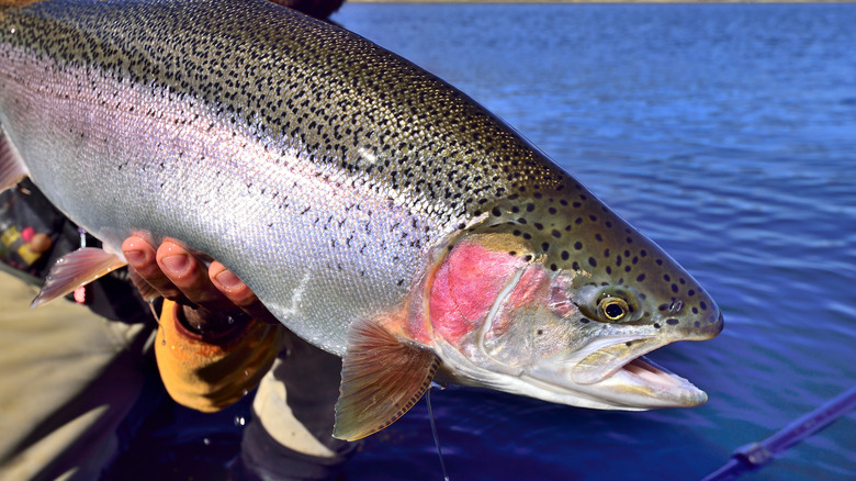 Close-up of hands of a fisherman holding caught rainbow trout