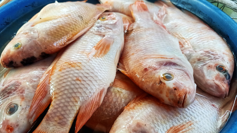 fresh red snapper in a blue basin