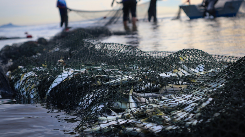 Fish caught using a trawl net