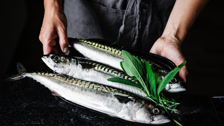 Preparation of mackerel by the chef in kitchen. Chef's hand holding fresh mackerel on plate on table.