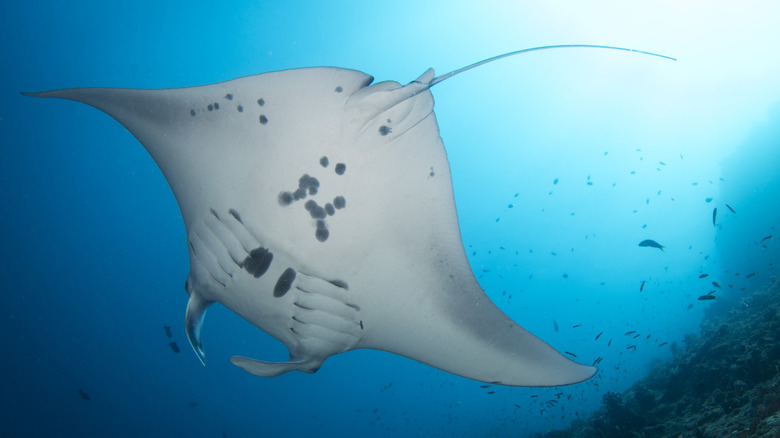 Manta seen while scuba diving