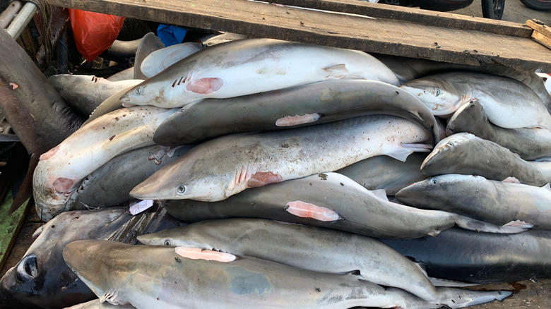 Collection of sharks caught by fishermen in the market