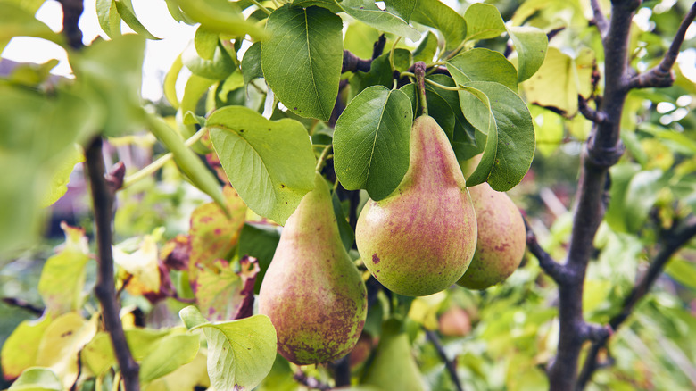 Three pears hanging from a pear tree