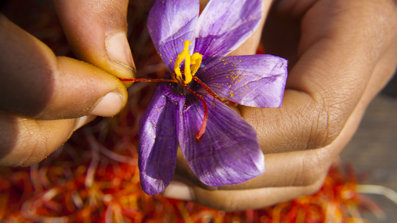 Person plucking Kashmiri saffron