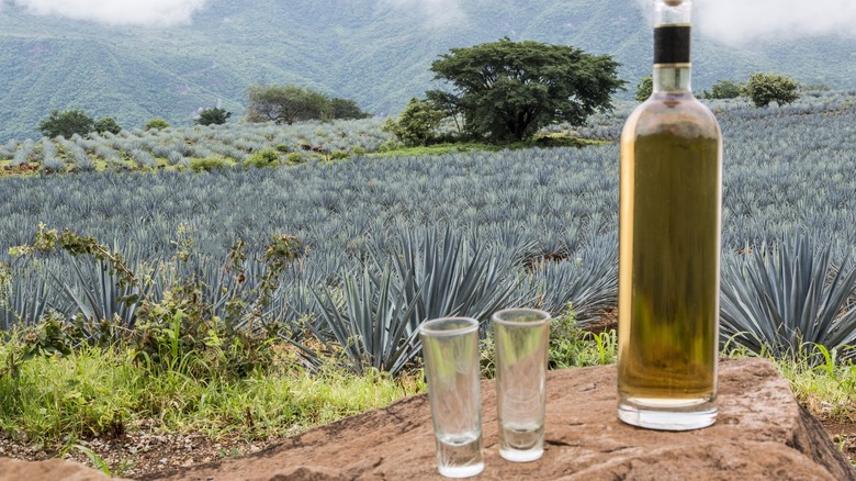 Bottle of tequila in agave field