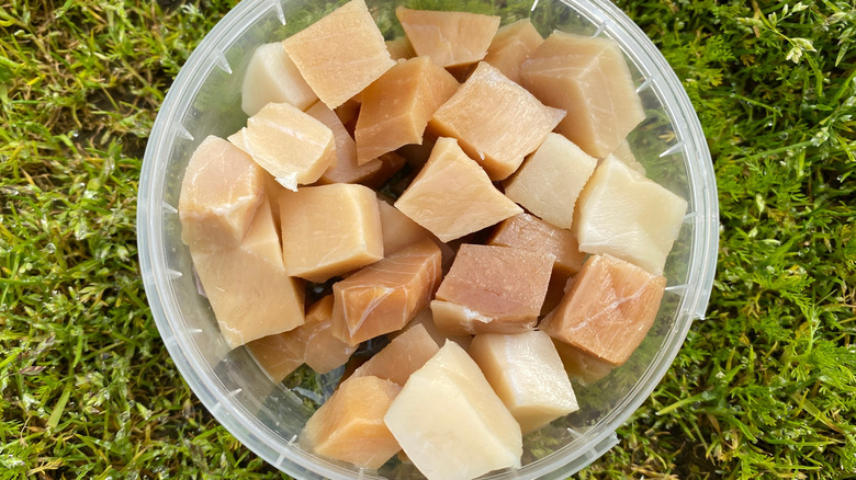 Chunks of hákarl shark meat in plastic container