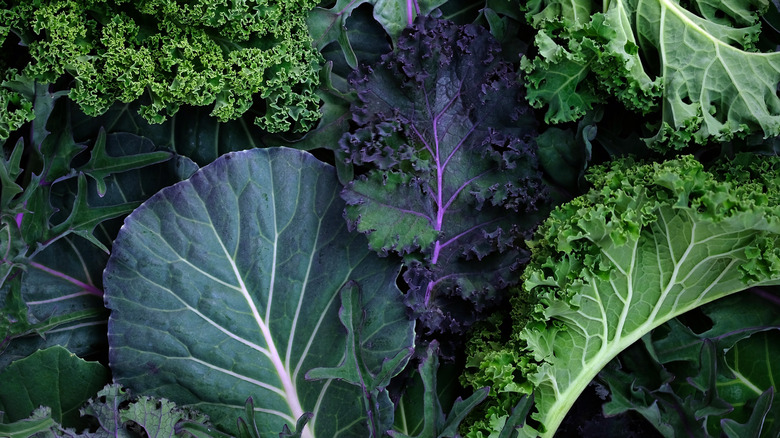 Varieties of raw kale