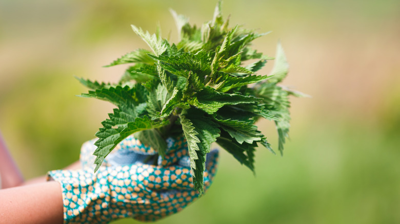 A person wearing garden gloves holds a bouquet of nettles