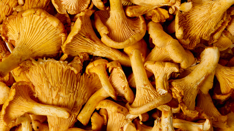 a close up of a pile of chanterelle mushooms