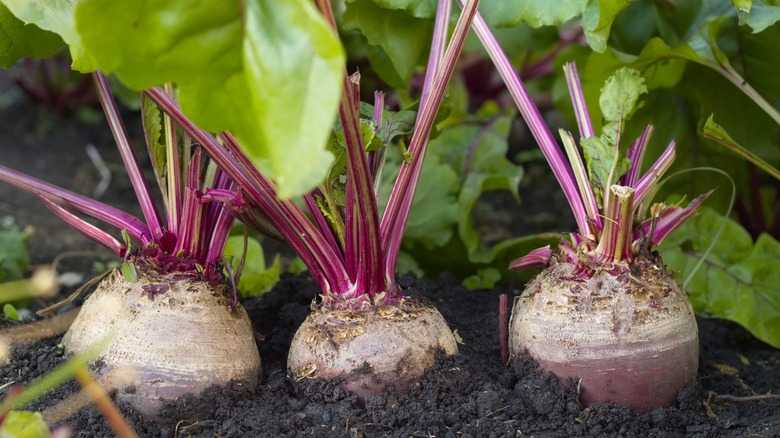 Three beets in a row in the ground, ready to be pulled up