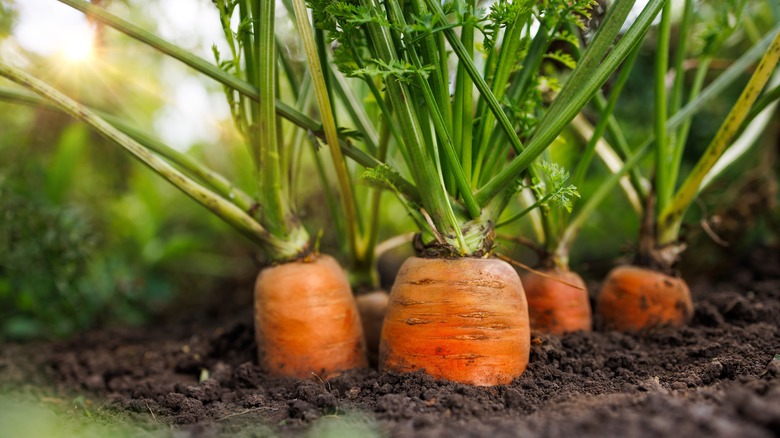 A collection of carrots with their tops above the toil, ready to be harvested