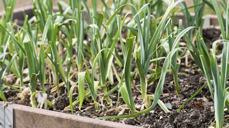 A large collection of garlic shoots growing in a raised garden bed