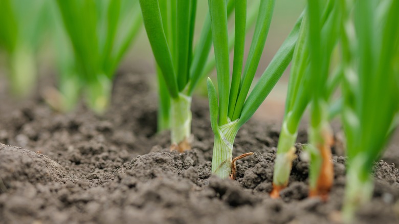 A close up of green onion shoots in loose soil