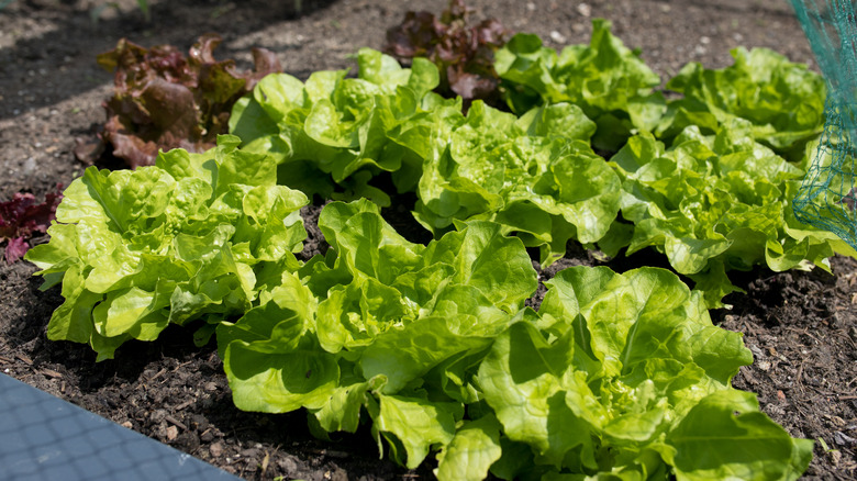 A group of lettuce plants growing well in a garden bed