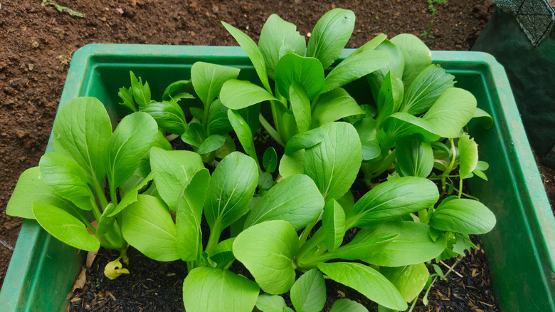 A group of pak choi plants in a container with healthy leaf growth