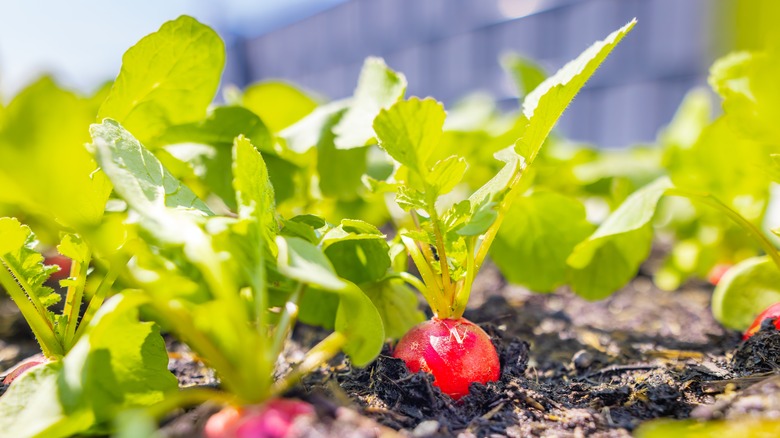 A close up shot of a radish in the group, ready to be picked and surrouded by other radishes