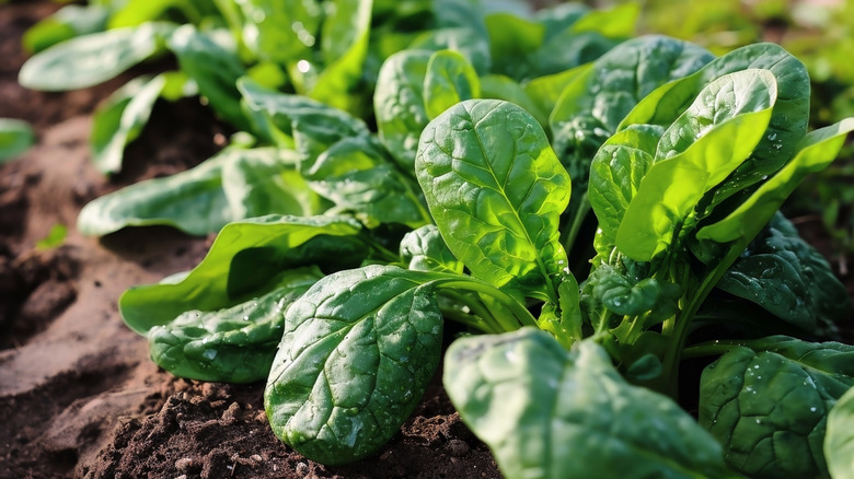 A row of spinach growing in a garden bed with healthy leaves ready to be picked