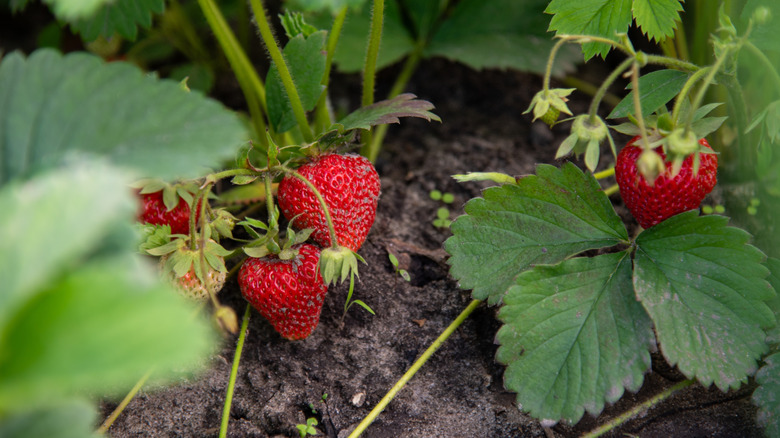 Close up of a stawberry plant with ripe strawberries ready to be picked