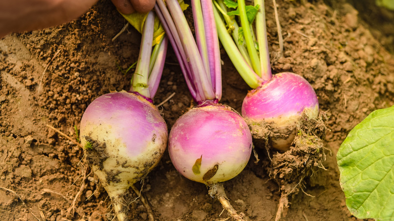 Three turnips shown laying on the ground having just been pulled out
