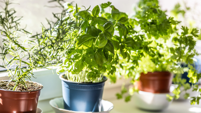 Several green herbs placed on a bright kitchen windowsill