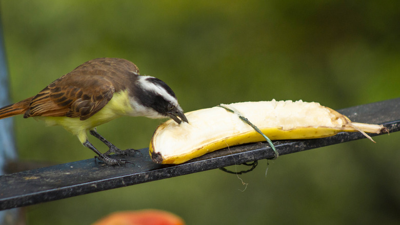 Wild bird with brown and yellow plumage eating a half-peeled banana sitting on a black plank