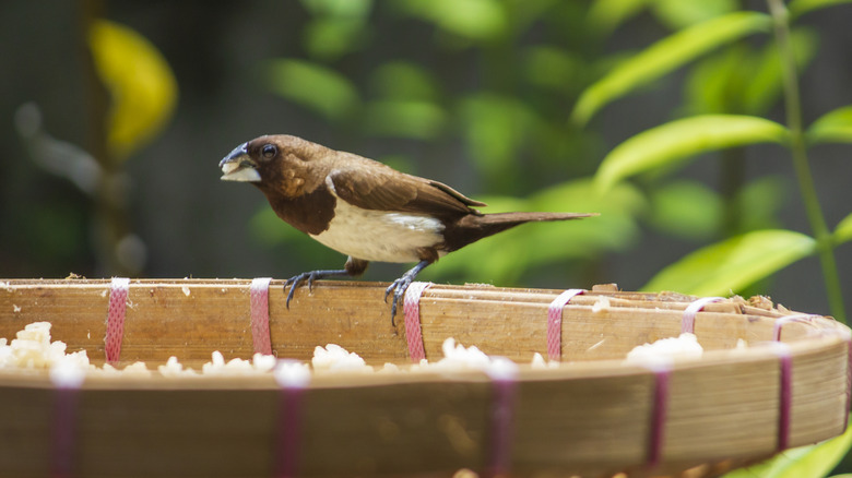 A small bird with brown and white plumage eating grains of rice from a bamboo dish with green leaves in the background