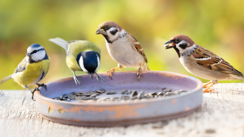 Wild birds eating from shallow clay dish filled with sunflower seeds in outdoor setting