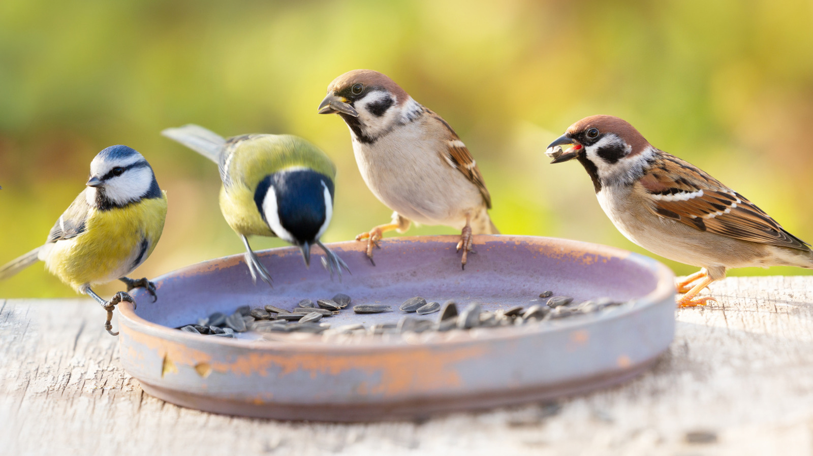 10 Kitchen Scraps You Can Use To Attract Birds To Your Garden