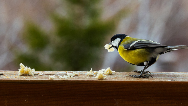 A yellow bird eating crumbs of cheese while perched on wooden surface