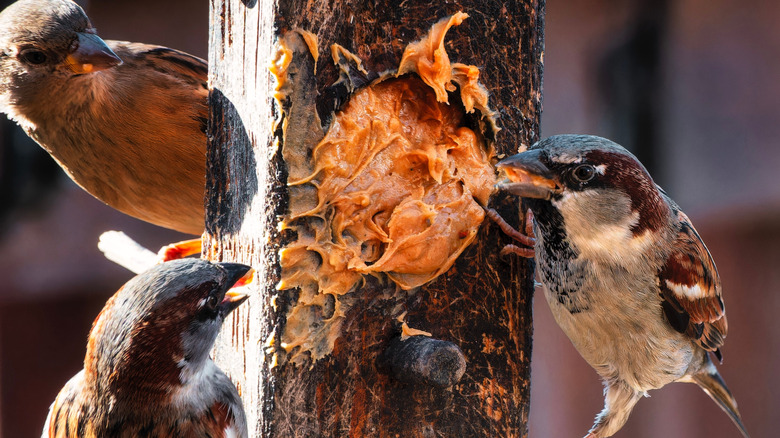 Three sparrows eating peanut butter from a wooden bird feeder