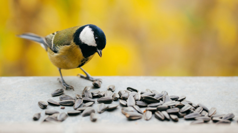 A small bird standing next to a scattering of black sunflower seeds