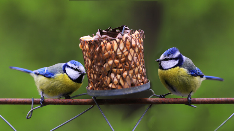 Two small birds with blue and yellow plumage standing next to a bird feeder filled with shelled peanuts
