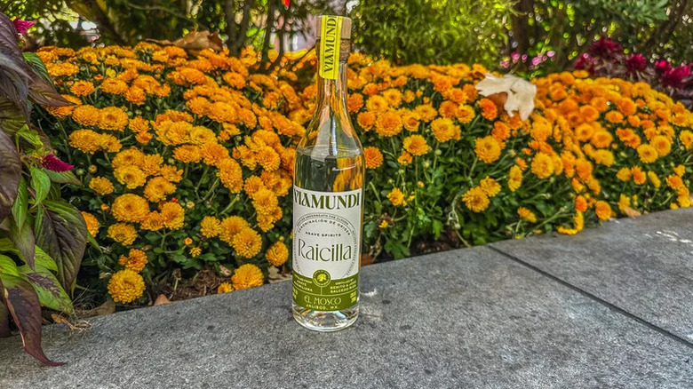 Bottle of Viamundi Raicilla on sidewalk in front of yellow marigolds.