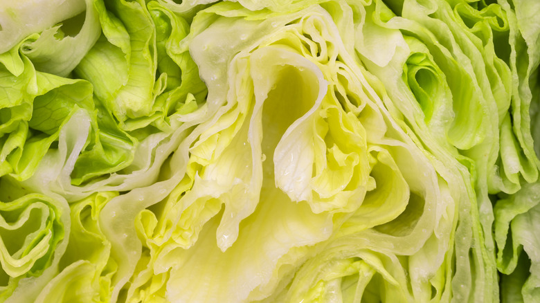 Cross section of iceberg lettuce
