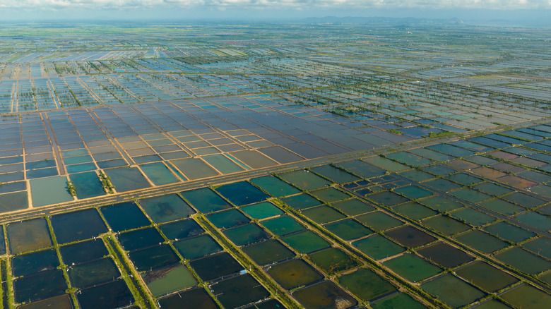 Aerial view of large shrimp farm