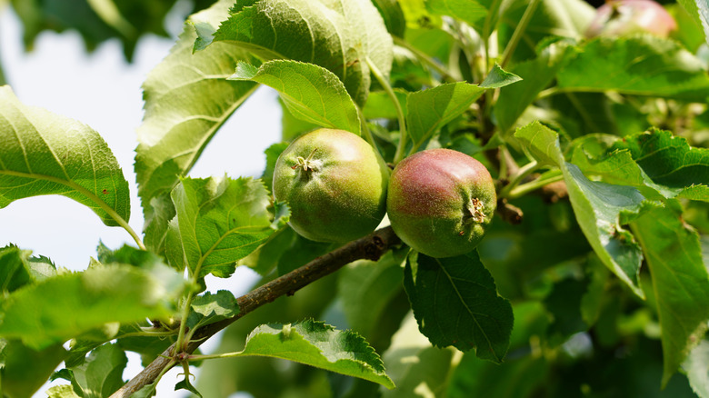 Unripe apples on tree