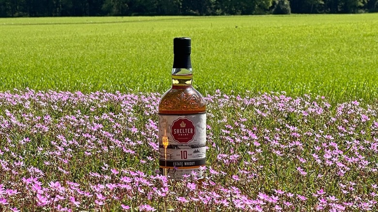 Bottle of Shelter Point Whisky in a field of pink flowers.