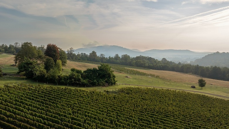 A view of the vineyards at Early Mountain with a mountain backdrop
