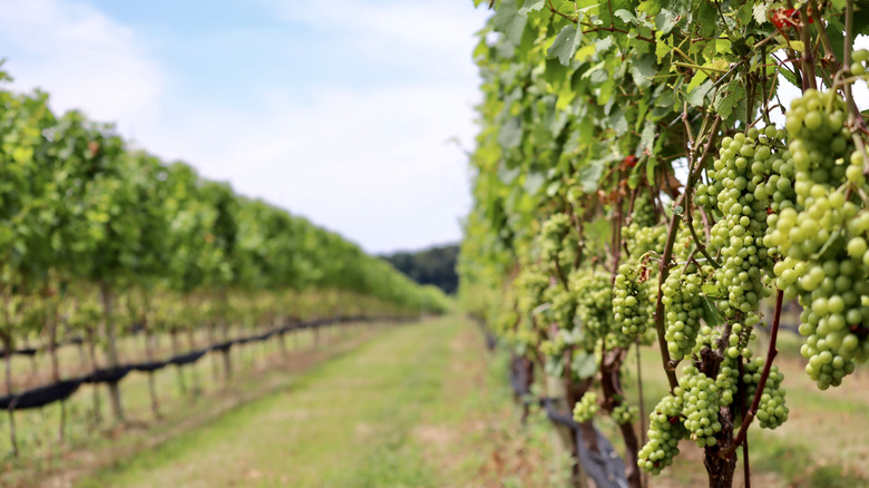A row of vines and wine grapes growing in a beautiful vineyard located on the North Fork of Long Island, New York, USA.