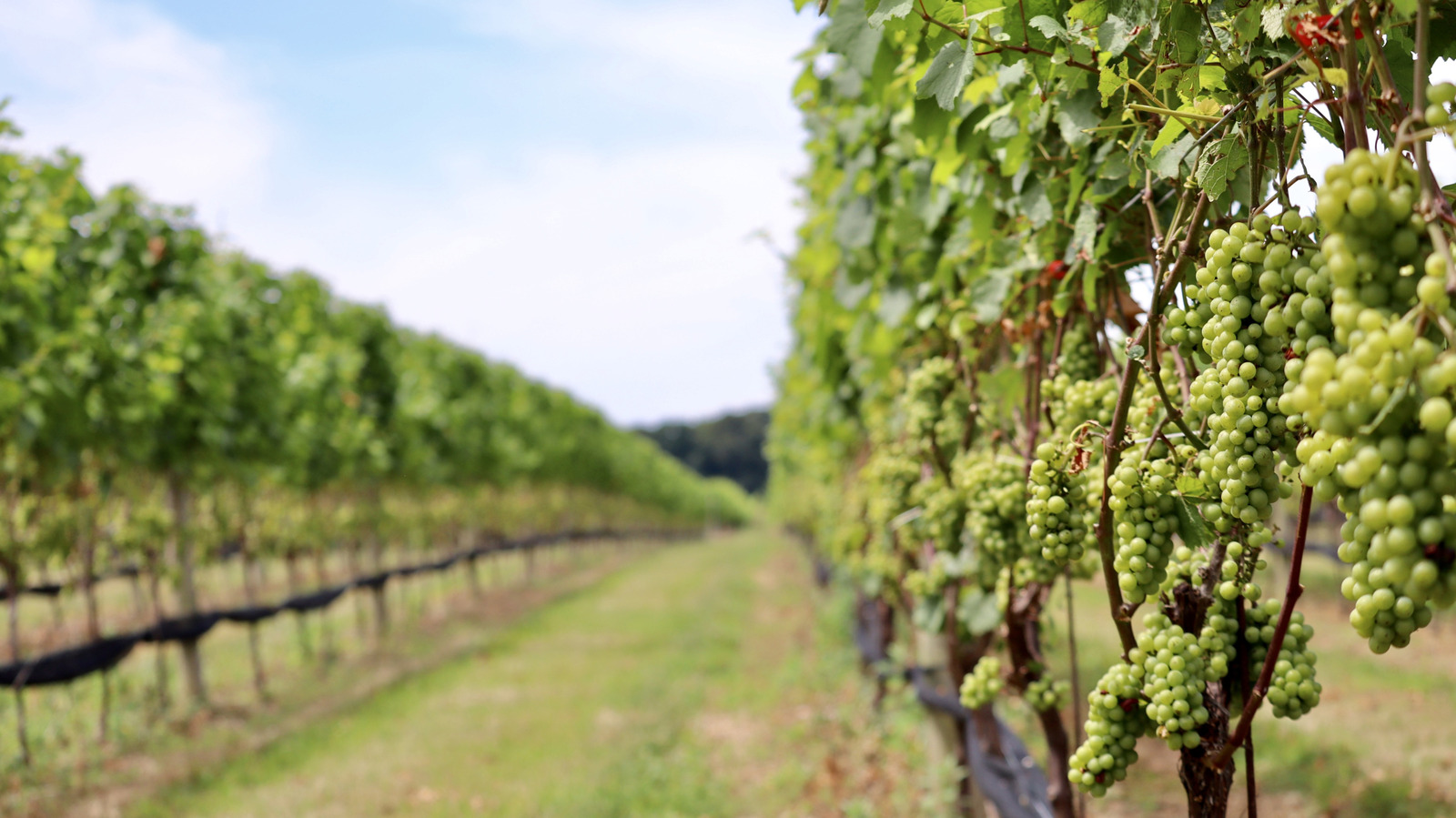 10 Must-Visit East Coast Wineries, According To Experts - Tasting Table