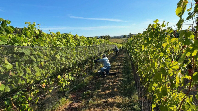 Workers picking grapes at Lost Mountain Vineyards